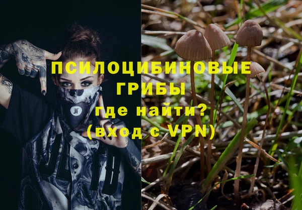 прущие грибы Алзамай